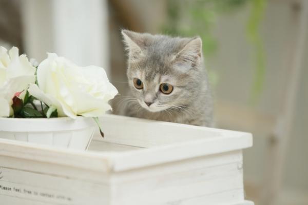 猫口内炎
