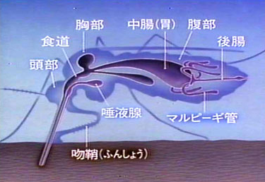 蚊の解剖図
