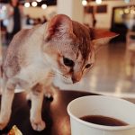猫カフェ　東京