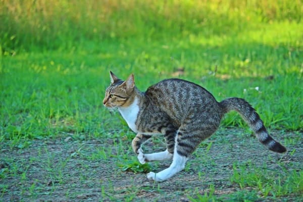 猫　ヘルニア