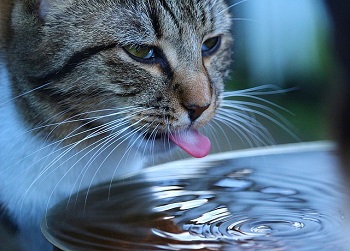 猫　飲み水
