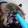 猫　歯ブラシ