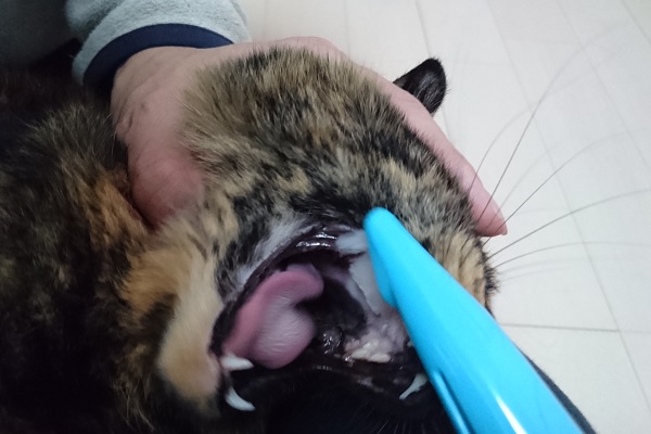 猫　歯ブラシ
