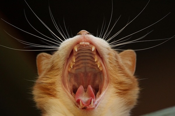 猫　歯肉炎