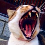 猫　歯周病