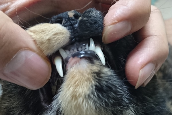 猫　虫歯