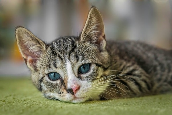 猫 ワクチン 種類