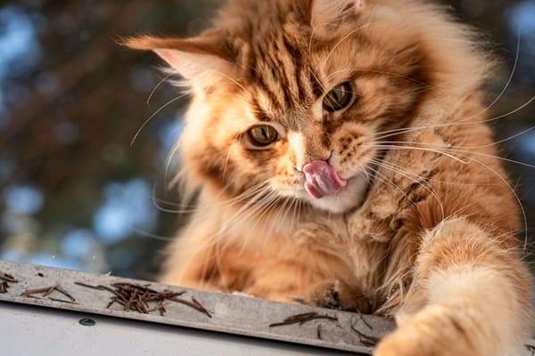 猫 虫 食べる