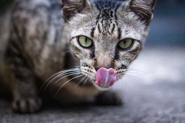 猫　ビニール　食べた