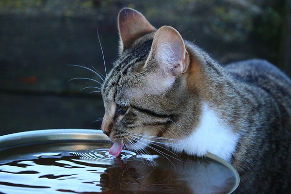 猫　炭酸水