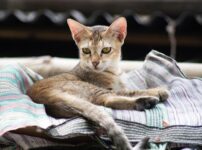 猫　痩せてきた