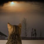 猫　夜鳴き