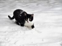 猫　冬毛