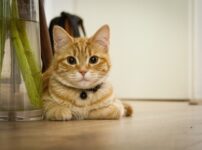 猫　ビオフェルミン