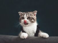 猫　鼻　濡れてる