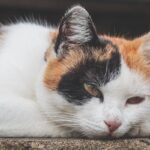 猫　膀胱炎　薬