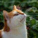 猫 パイナップル