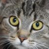 猫　ガン見してくる