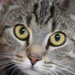 猫　ガン見してくる