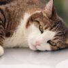 猫 ネギ