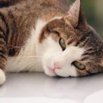 猫 ネギ