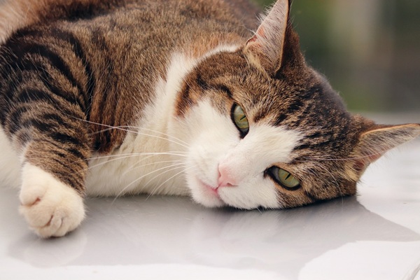 猫 ネギ