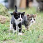 猫　外飼い
