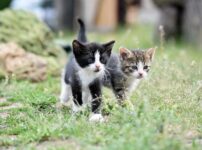 猫　外飼い