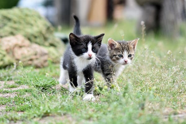 猫　外飼い