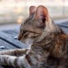 猫　刺身