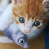 猫　魚