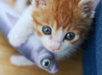 猫　魚