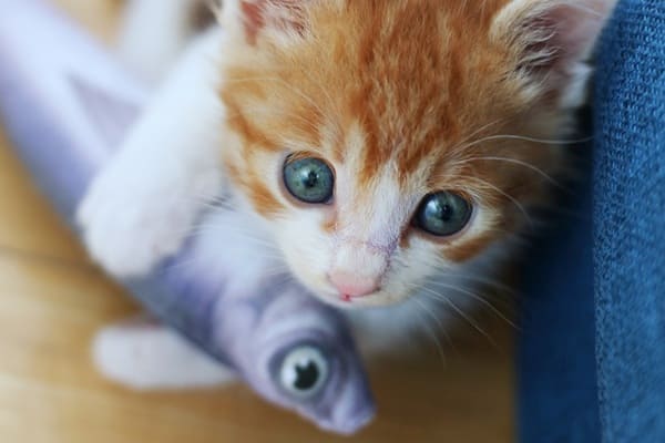 猫　魚