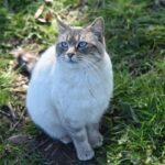 猫　ローズマリー