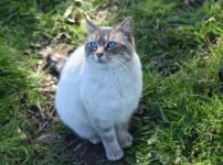 猫　ローズマリー
