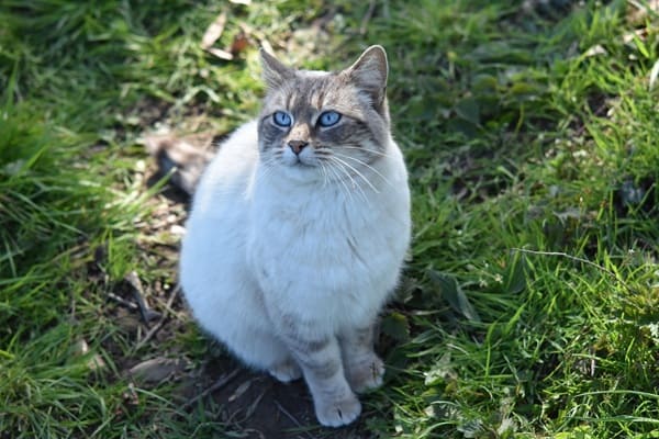 猫　ローズマリー