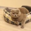 猫　トイレ以外で尿