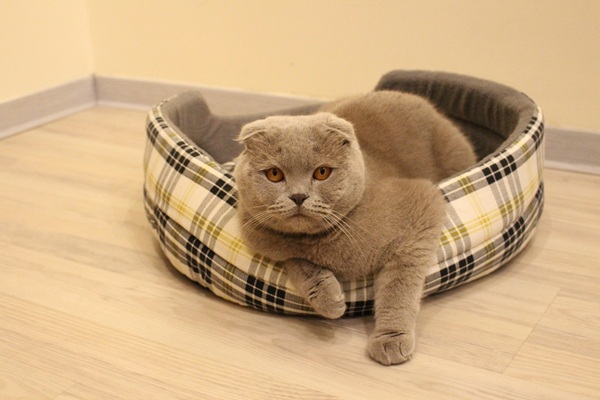 猫　トイレ以外で尿
