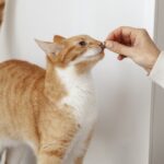猫　牛肉