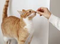 猫　牛肉