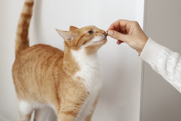 猫　牛肉