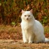 猫　外に出たがる