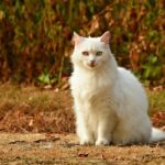 猫　外に出たがる