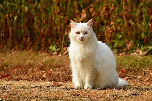 猫　外に出たがる