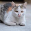 猫　むぎわら
