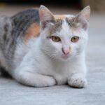猫　むぎわら