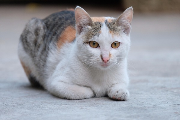 猫　むぎわら