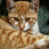 猫　納豆