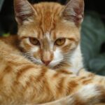 猫　納豆