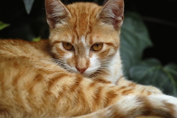 猫　納豆